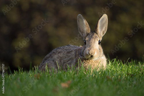 Bunny at attention in the sun on a green lawn