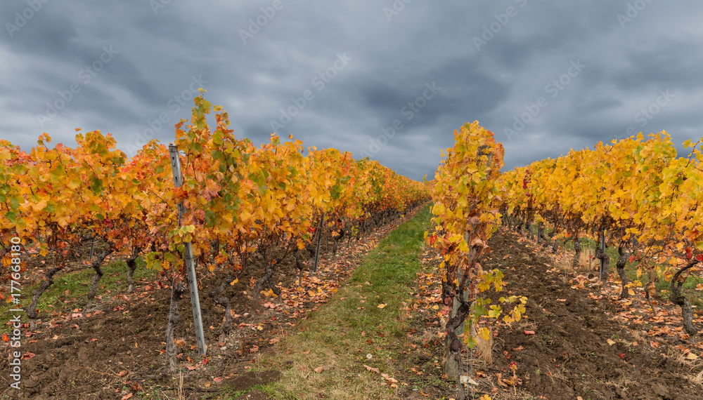 Golden vineyard at autumn