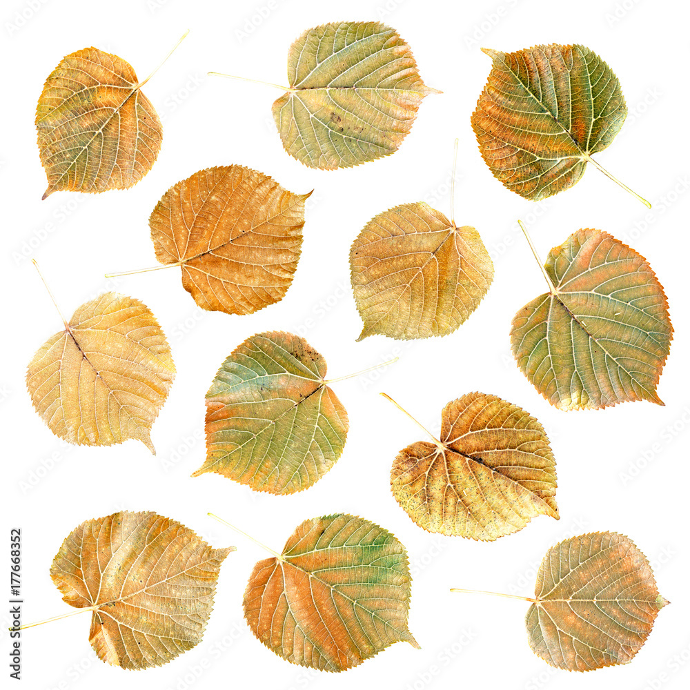 Fototapeta premium Autumn leaves tilia platyphyllos isolated on the white background. Linden foliage top view, back side
