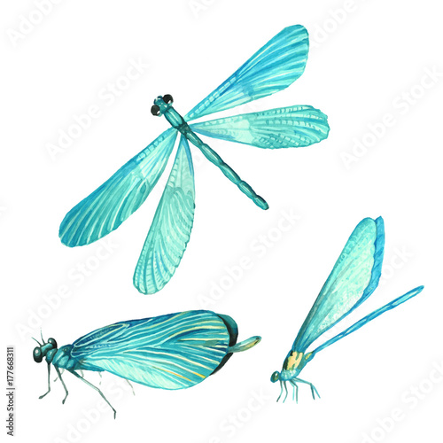 Set of dragonflies in watercolor