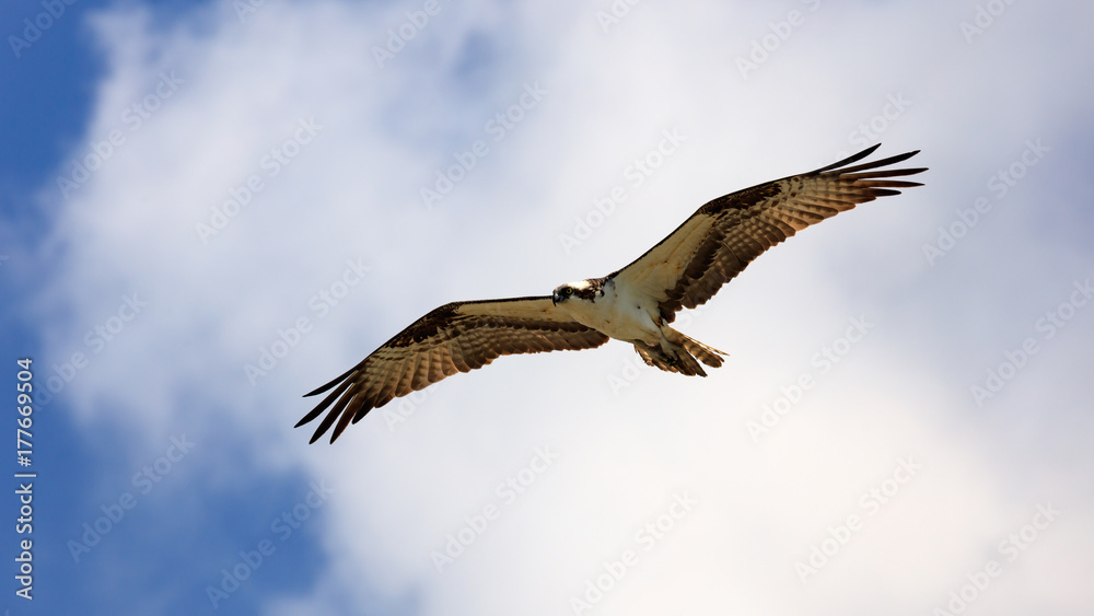 Obraz premium Osprey flying against white cloud, Sanibel Island, Florida, USA