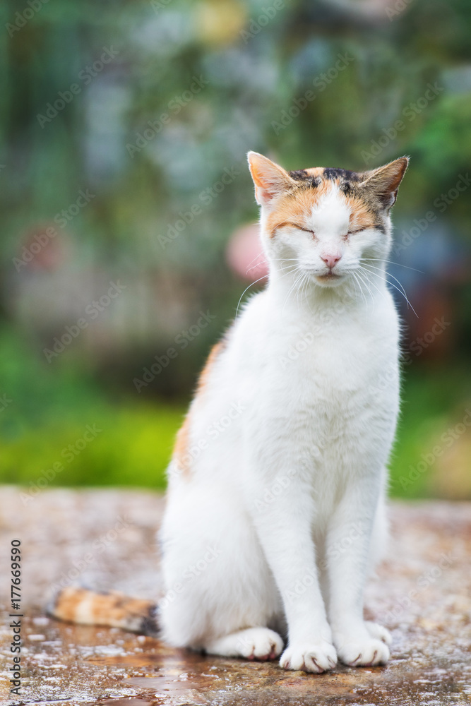 Fototapeta premium Katze mit geschlossenen Augen