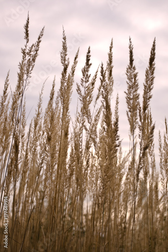 reed in the wind