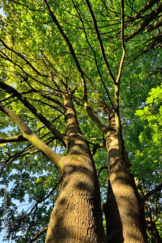 Fototapeta premium Under the shade of two maples