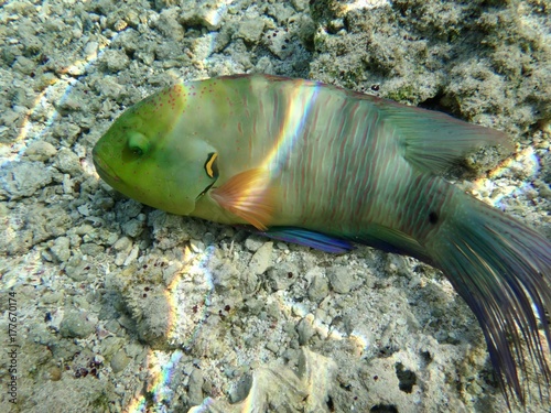 Broomtail wrasse in Red Sea
