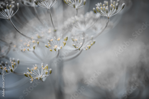 Obraz na plátně Flowering dill details