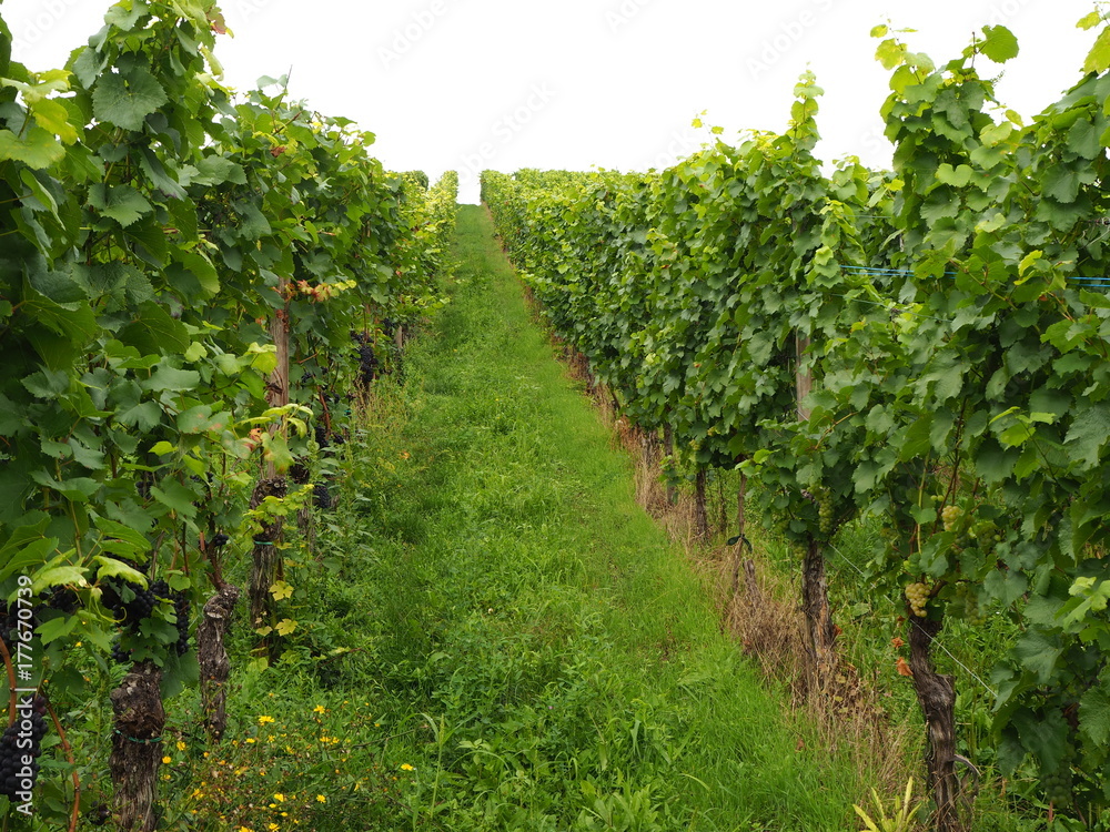 vineyard