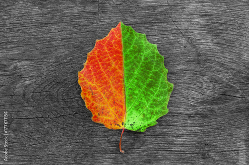 Dry autumn leaf on wooden background. The change of season. 