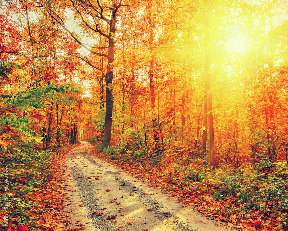 Obraz premium Pathway in the autumn forest