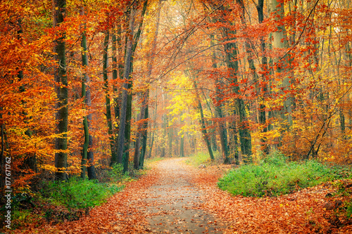 Pathway in the bright autumn forest
