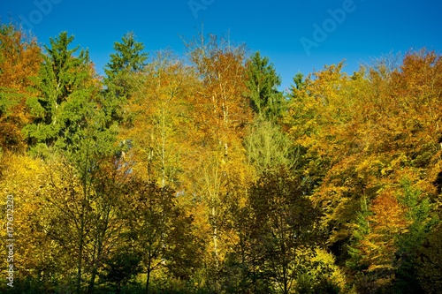 Autumn trees in the morning shine in golden colors