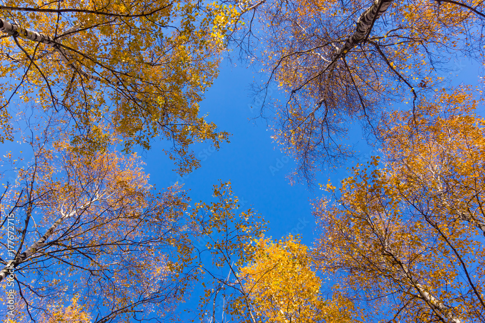 Birches autumn with yellow leaves bottom view Birches autumn with yellow leaves bottom view