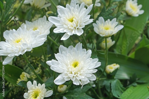 beautiful pure white chrysanths- economic flower plant