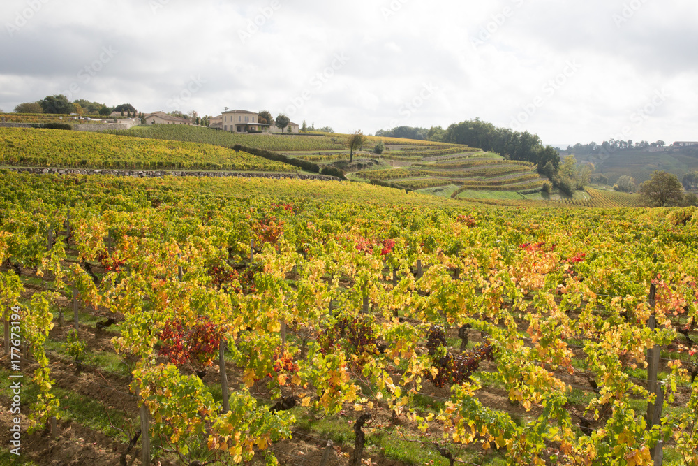 Autumn bordeaux Vineyards, land of the best wine medoc