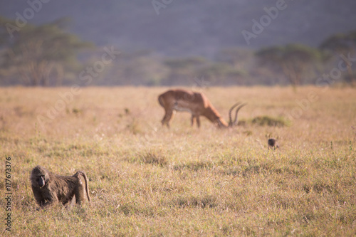 Baboons in Lake Nakuru National Park in Kenya Africa
