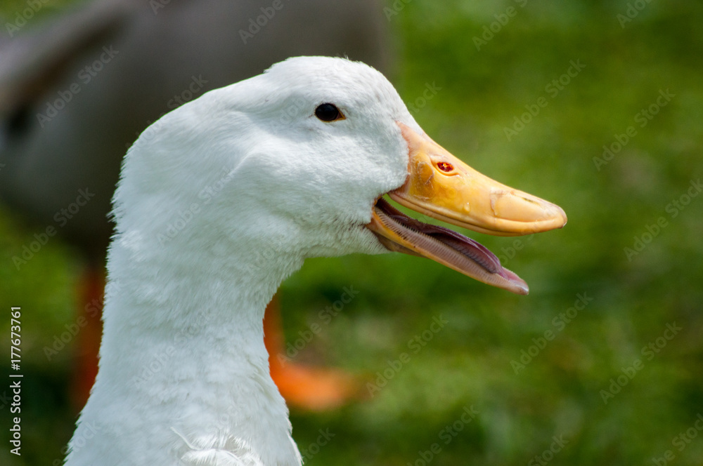 Duck with mouth open 