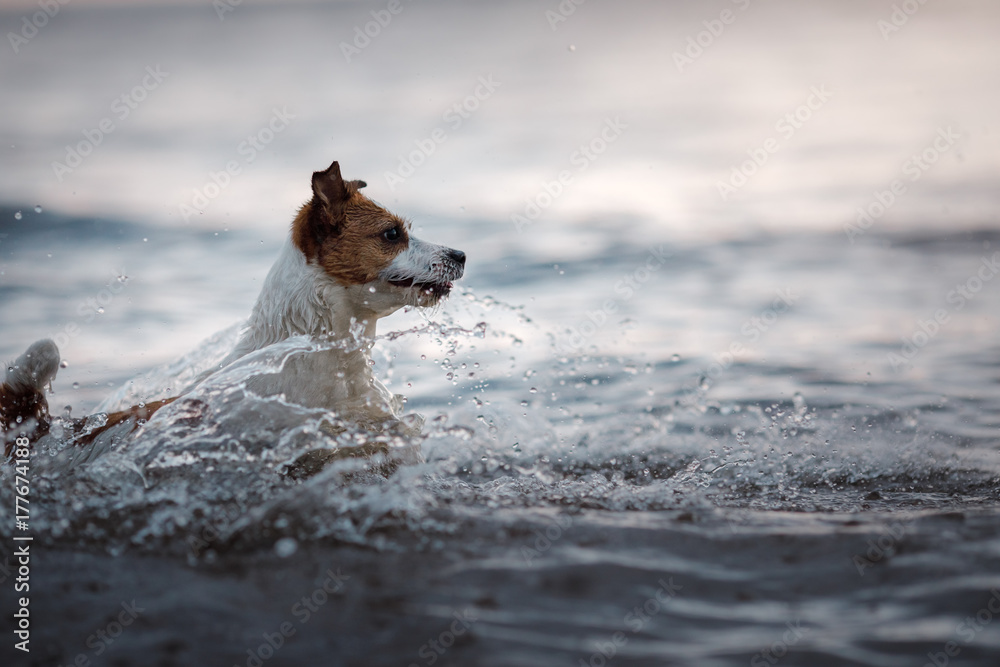 Dog Jack Russell Terrier running in water Dog Jack Russell Terrier running in water
