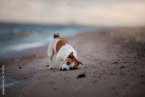 Dog Jack Russell Terrier running on the beach