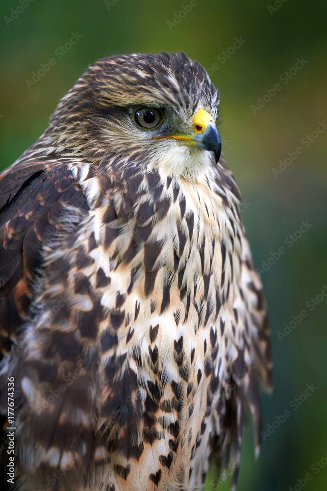 Eagle on branch Eagle on branch