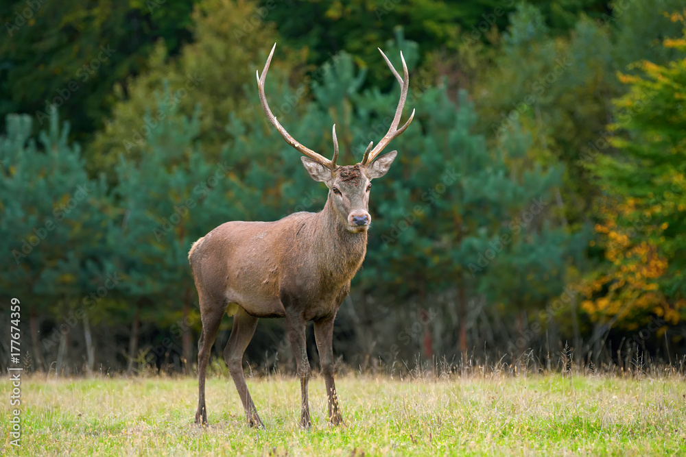 Red deer in mating season Red deer in mating season