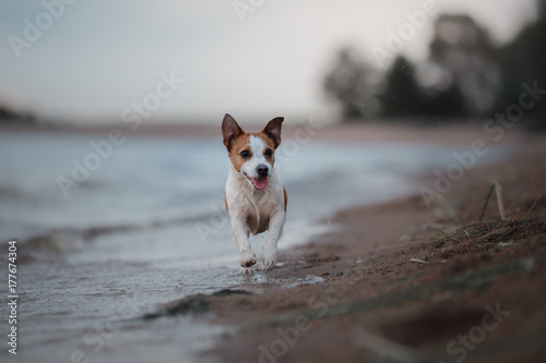 Dog Jack Russell Terrier running on the beach © annaav
