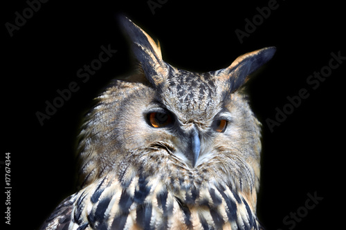 Wild young owl portrait