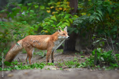 Portrait of a red fox (Vulpes vulpes)