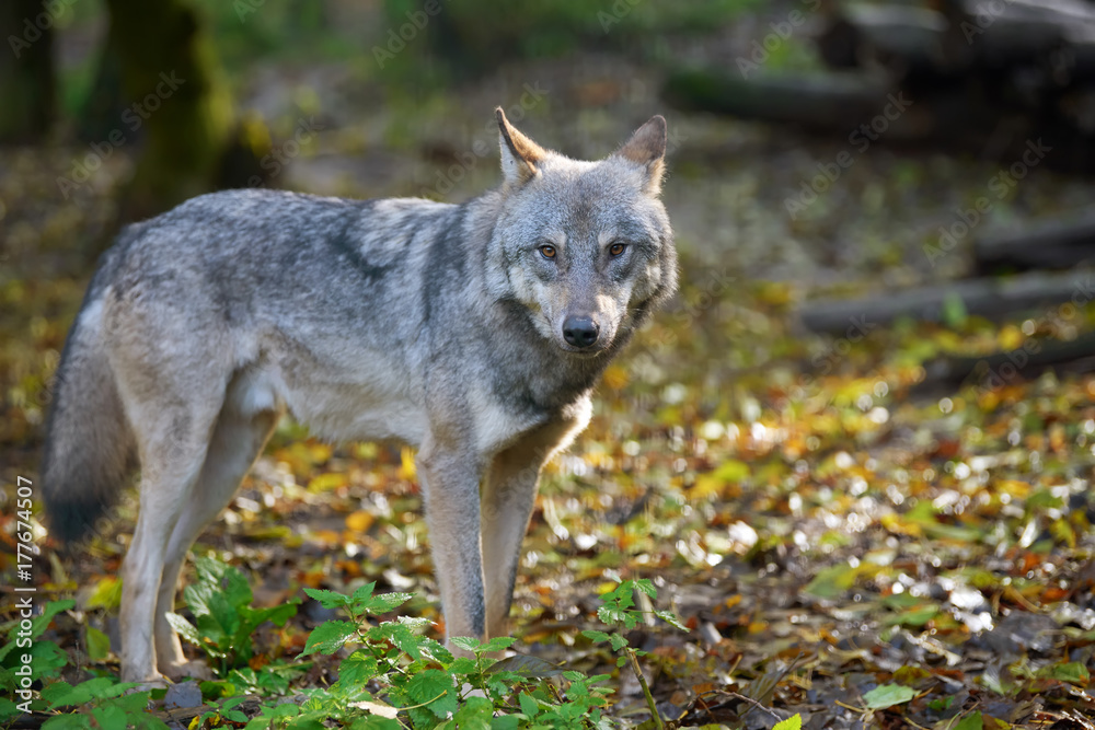 Wolf hunting in the forest Wolf hunting in the forest