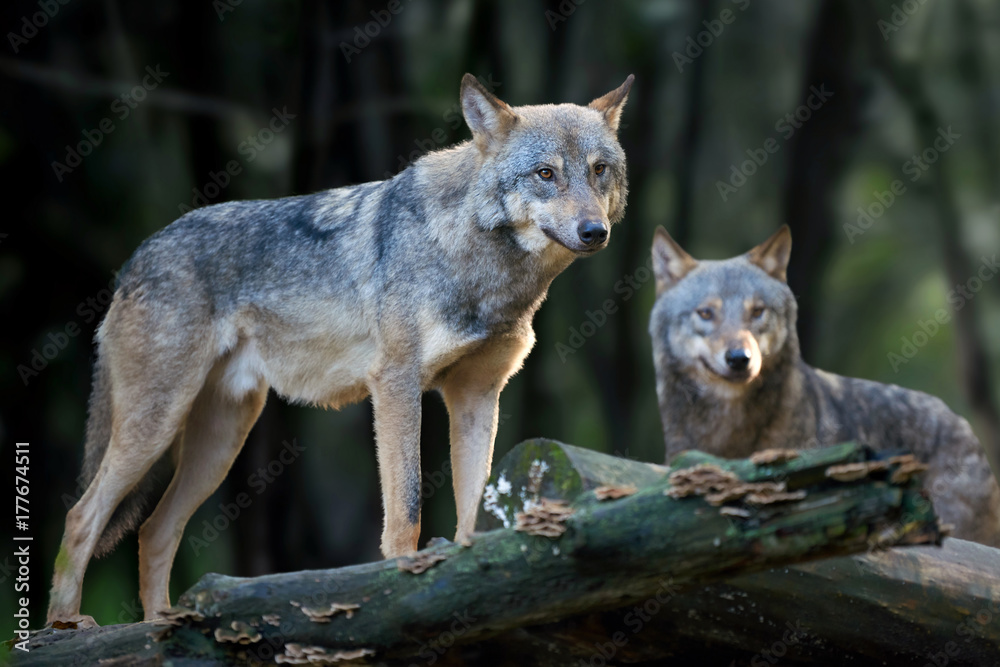Fototapeta premium Wolf hunting in the forest