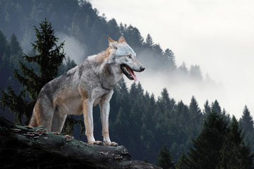Wandcirkels Wolf Wolf in besneeuwde bergen  © byrdyak
