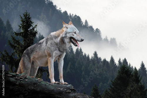 Canvas Print Wolf in mountains