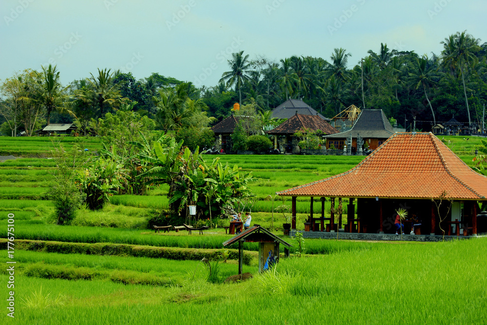 ballade a campuhen ridge walk d ubud ballade a campuhen ridge walk d ubud