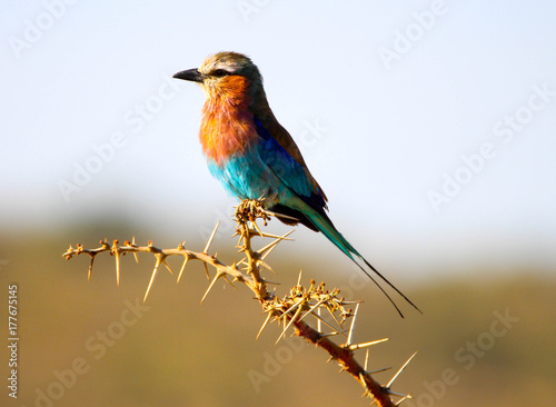 lilac-breasted roller sitting on branch