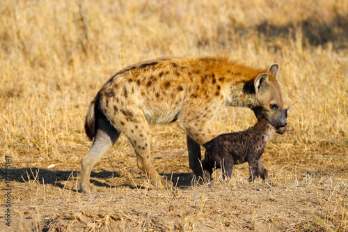 hyena with pup