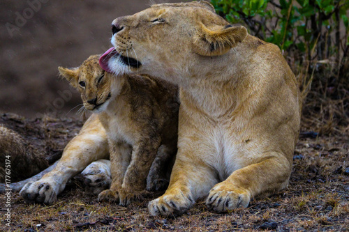 lioness with cub