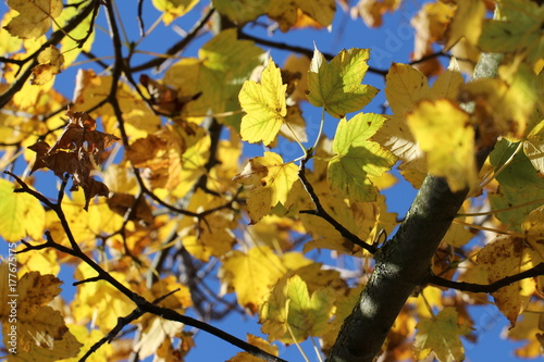 Ahornbaum (Acer) - Blätter im Oktober