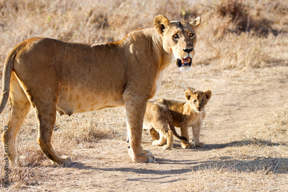 Obraz premium lioness with cubs