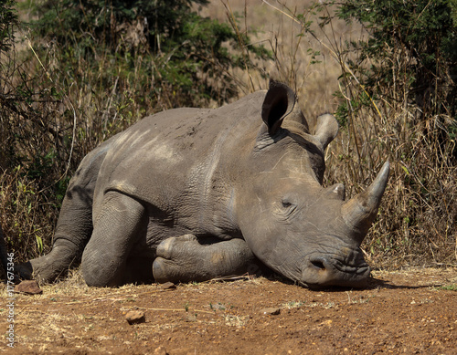 rhino relaxing at the park