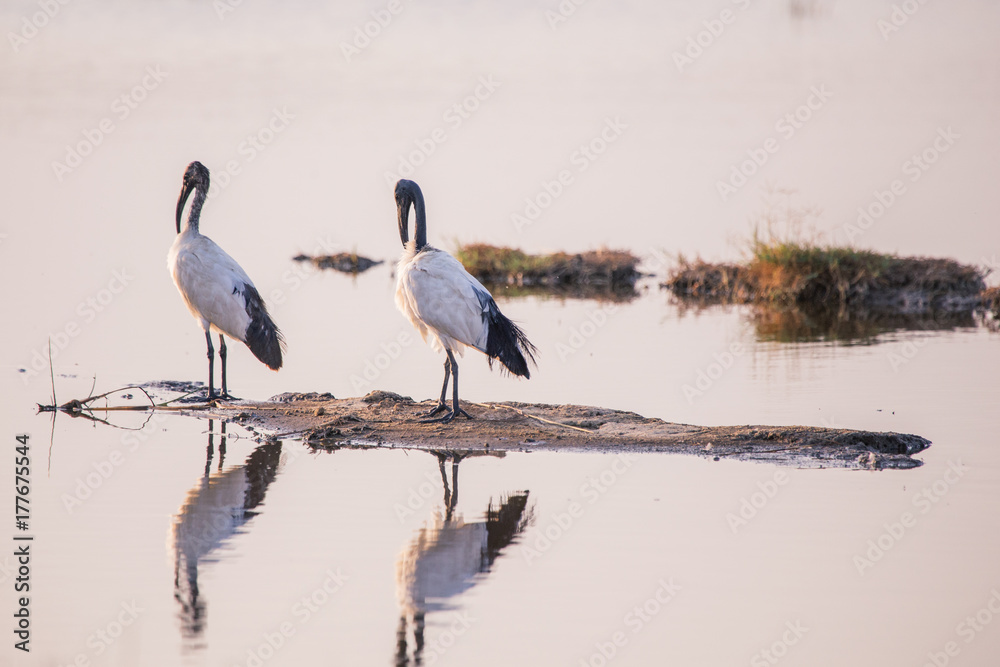 Fototapeta premium Heron in Lake Nakuru National Park Kenya Africa