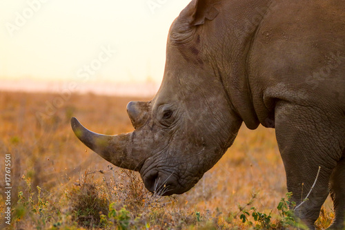 rhino at the nairobi national park photo