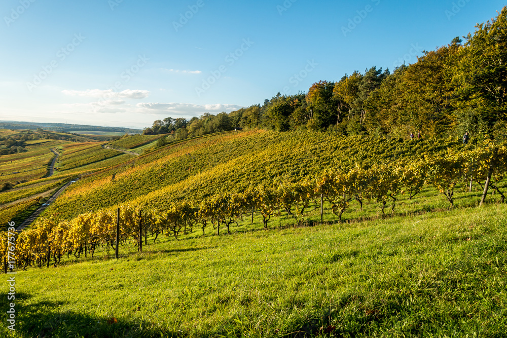 Naklejka premium Weinberg im Herbst