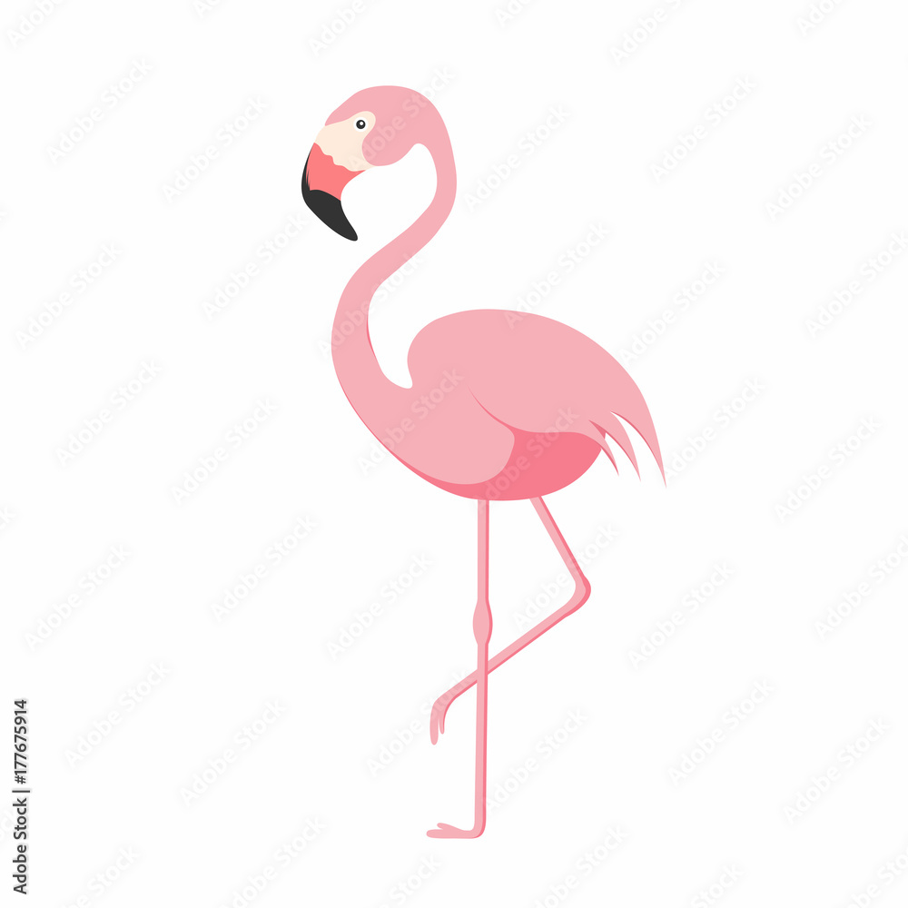 Fototapeta premium Flamingo isolated on background. Pink flamingo standing on one leg. African exotic bird