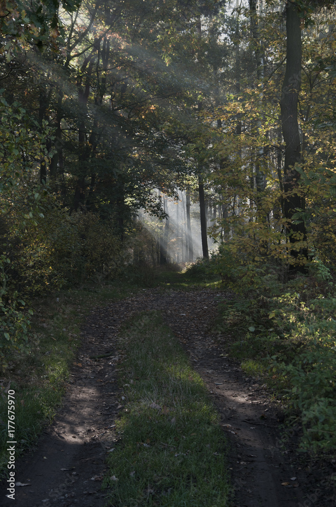 Obraz premium autumn magic