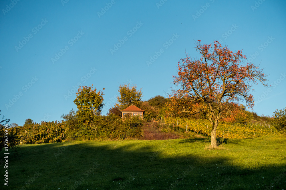 Fototapeta premium Weinberg im Herbst