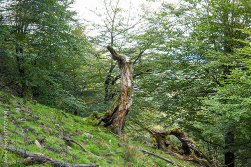 Beech dry  photo