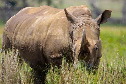 rhino close up