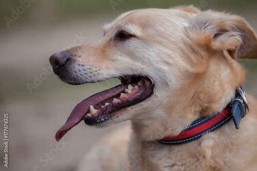Fototapeta Naklejka Na Ścianę i Meble -  Hundeportrait