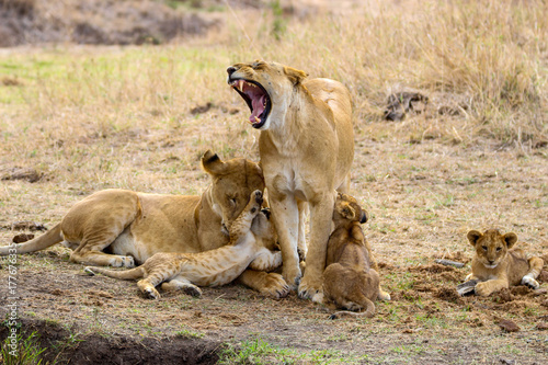 lion family in masai mara