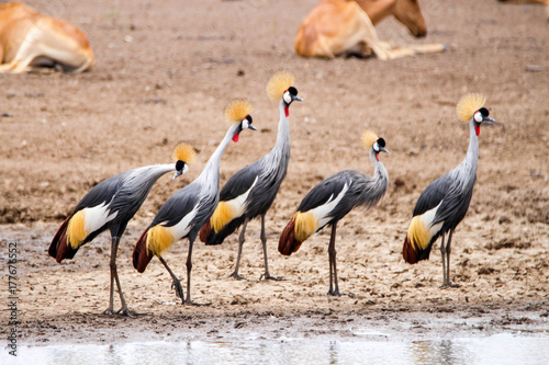 crowned cranes at the nairobi national park