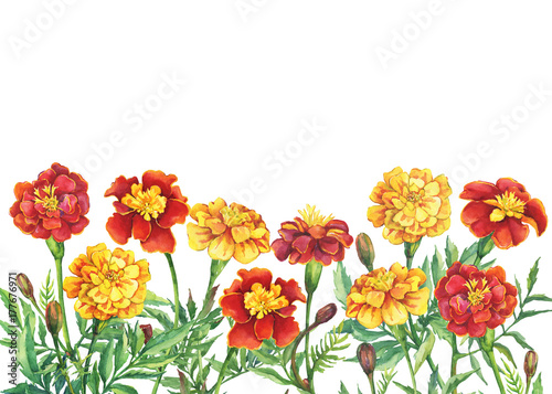 Border with flowers Tagetes patula  the French marigold  Tagetes erecta  Mexican marigold . Red  yellow marigold. Watercolor hand drawn painting illustration isolated on white background.